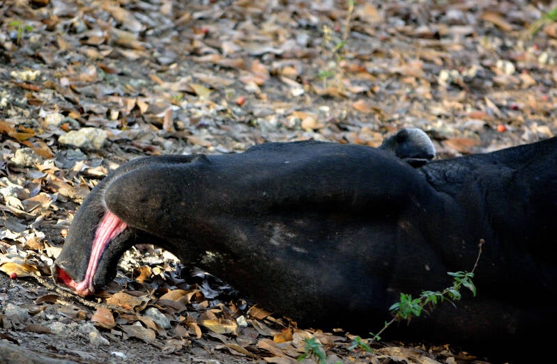 Malayan Tapir (4)