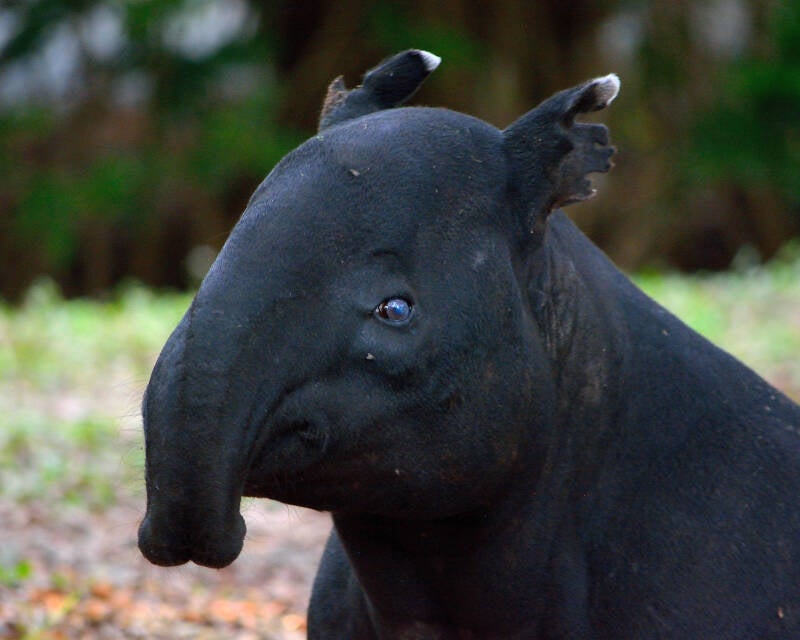 Malayan Tapir (1)