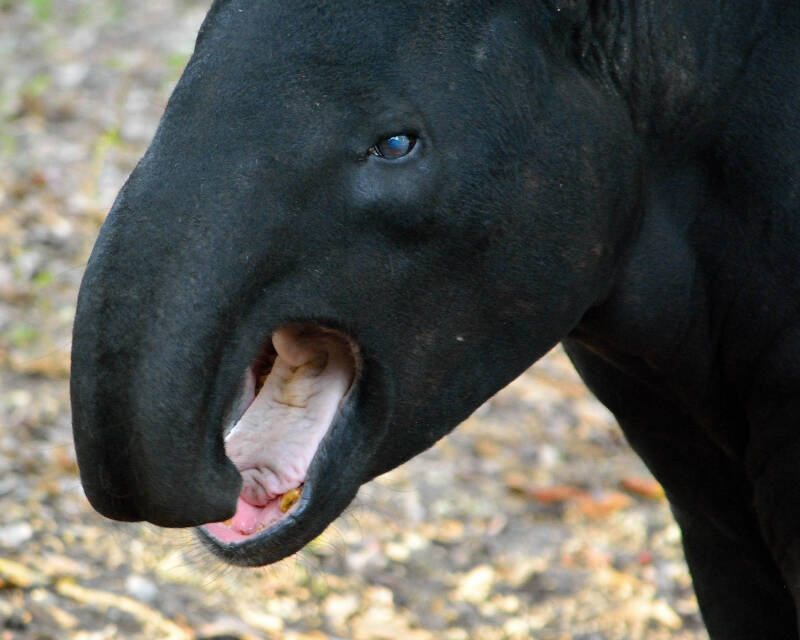 Malayan Tapir (2)