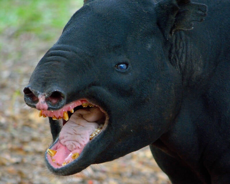 Malayan Tapir (3)