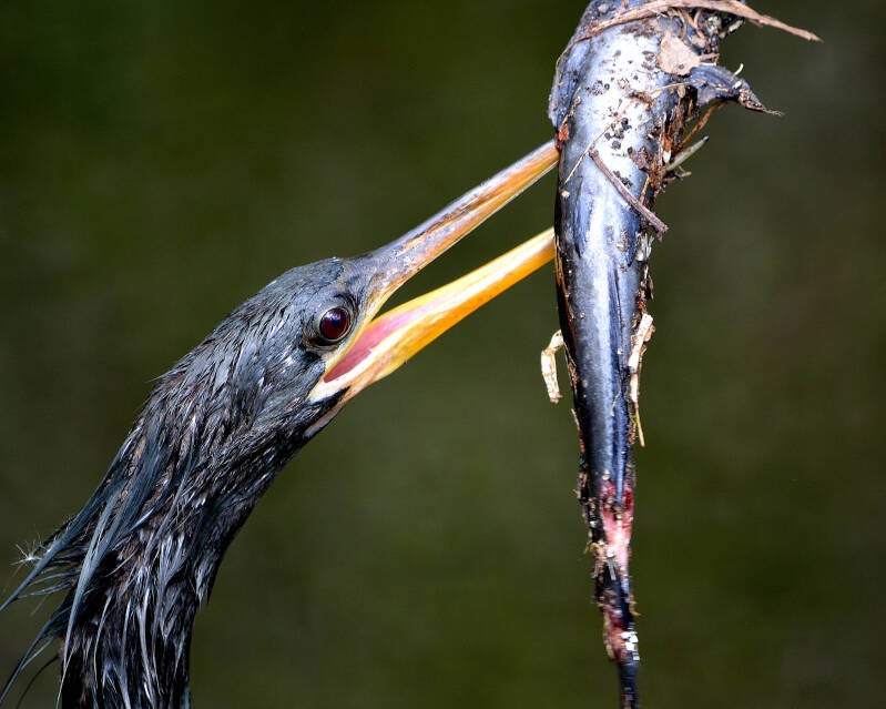 Anhinga (10)