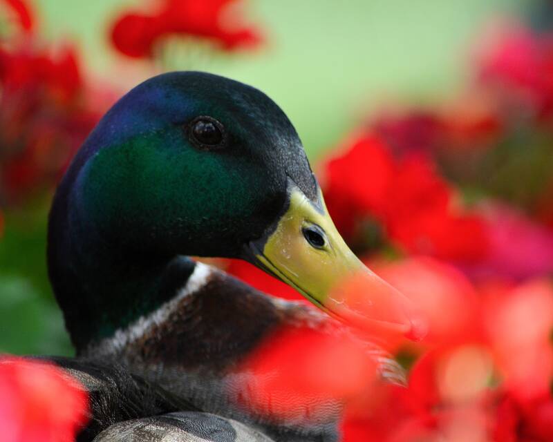 Mallard (1)