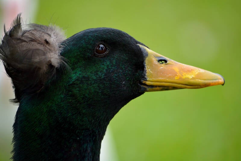 Mallard (2)