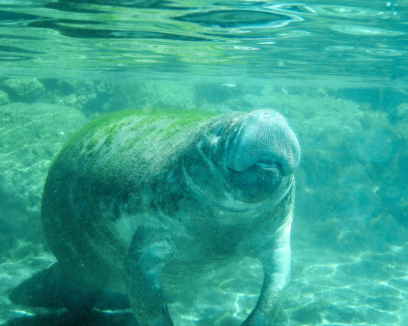 Florida Manatee (1)