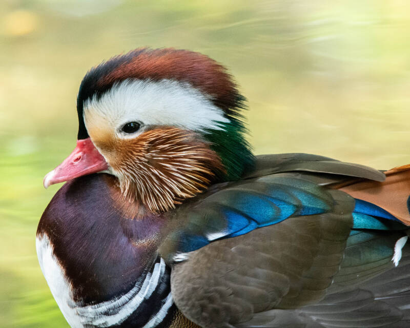 Mandarin Duck (2)