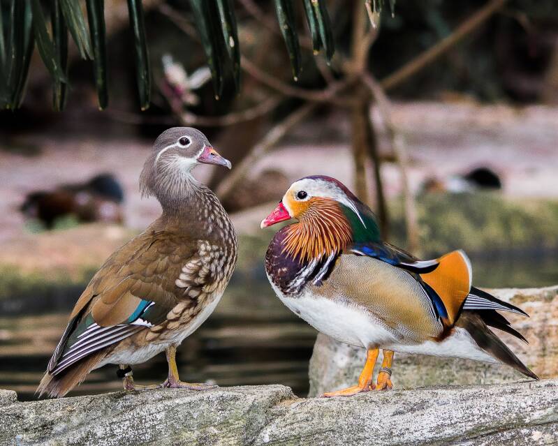 Mandarin Duck (1)