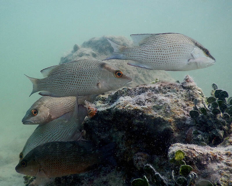 Mangrove Snapper (1)