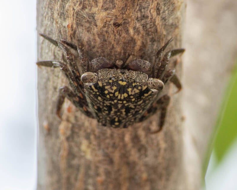 Mangrove Tree Crab (2)