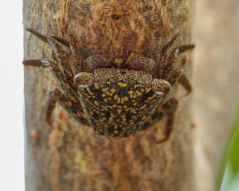 Mangrove Tree Crab (1)