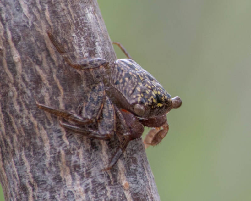 Mangrove Tree Crub (1)