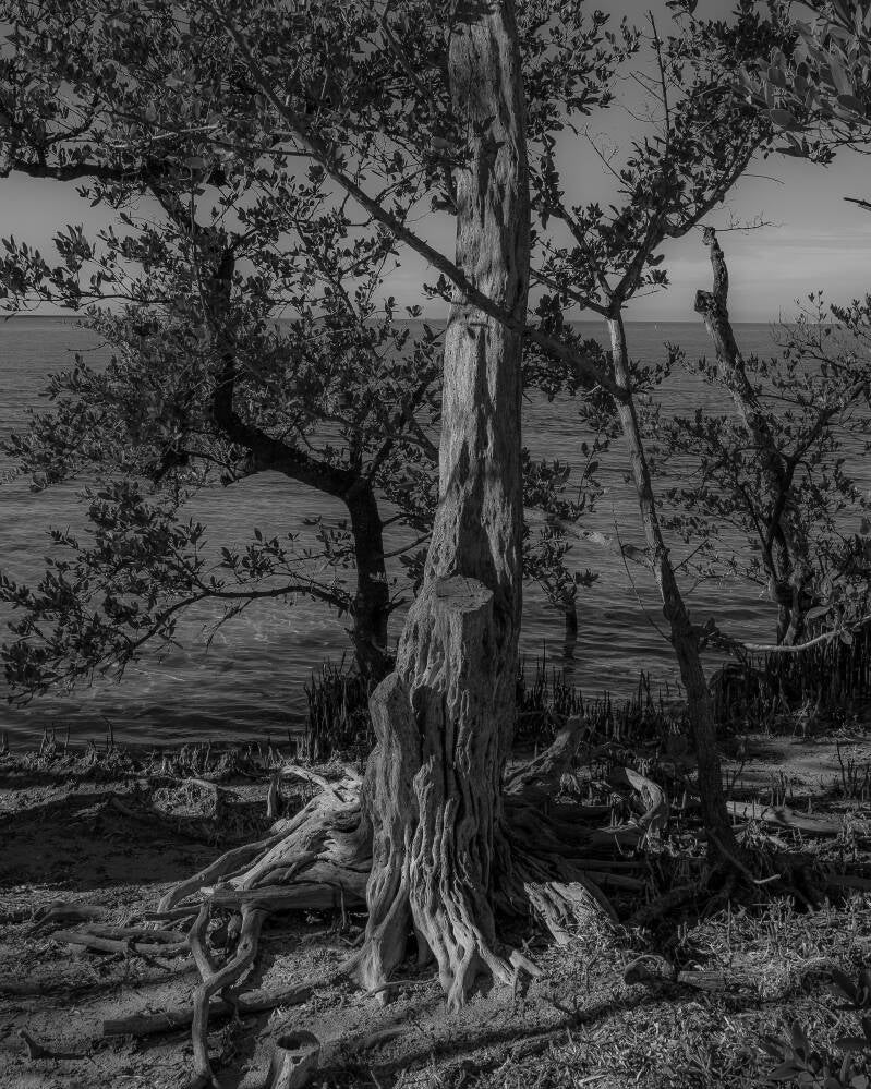 Buttonwood (1)