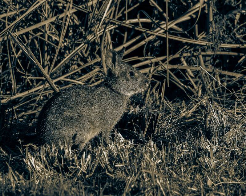 Marsh Rabbit (1)