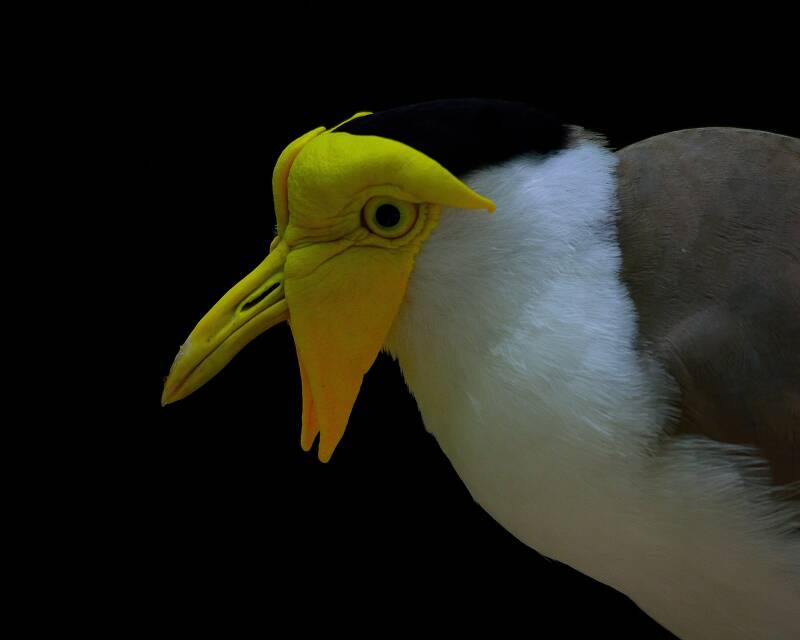 Masked Lapwing (1)