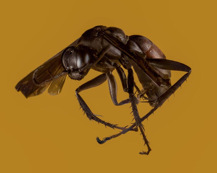 Mason Wasp (1)