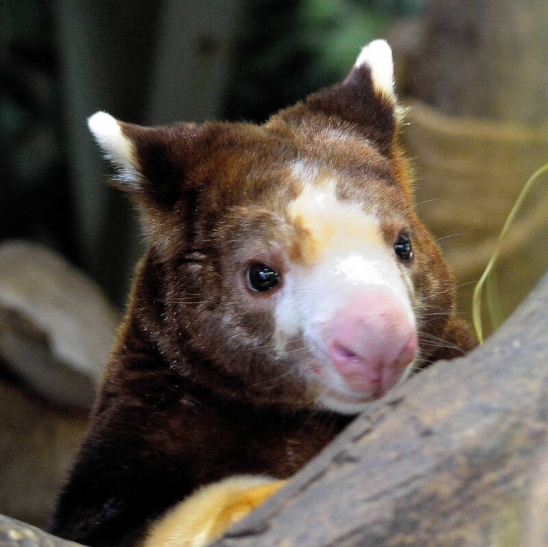 Matschie's Tree Kangaroo (1)