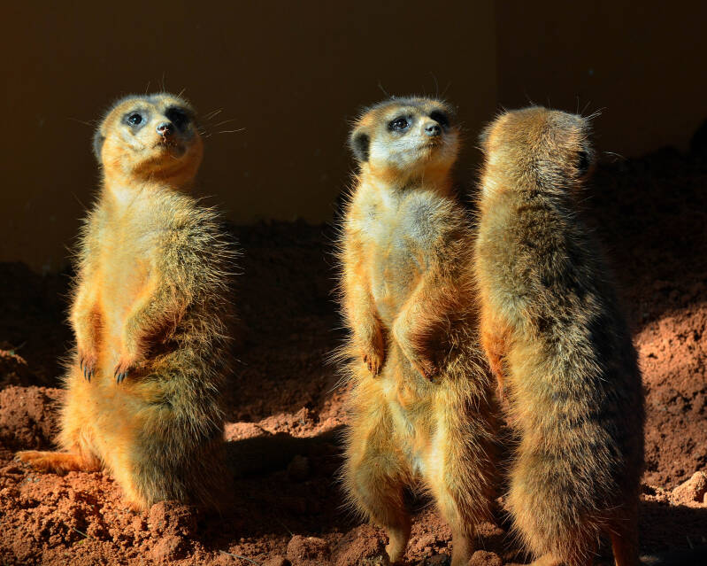 Meerkat (1)