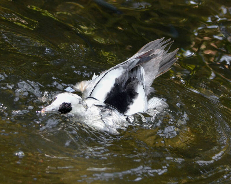 Smew (2)