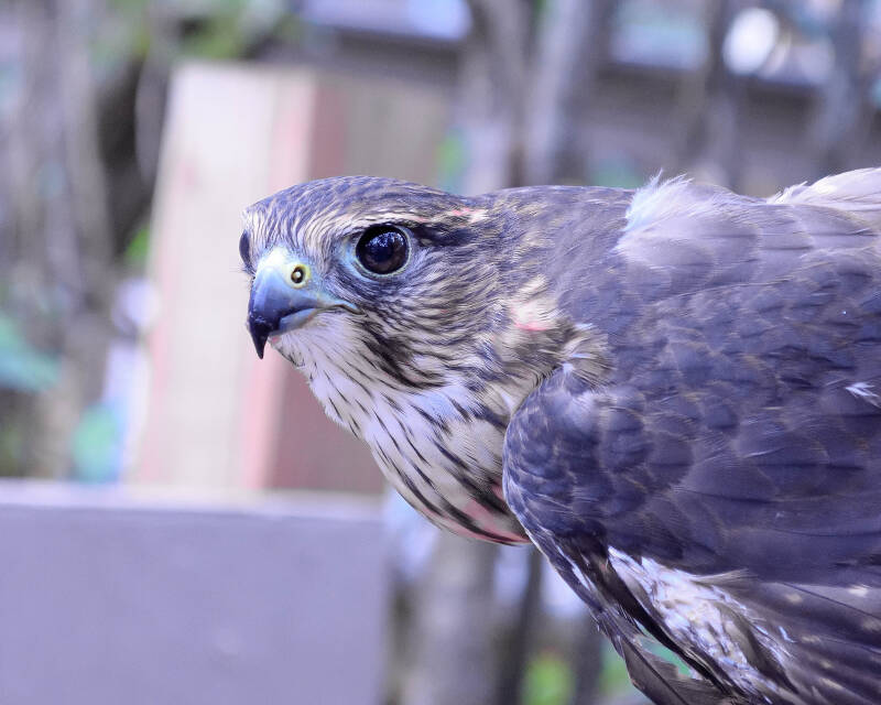 Merlin (1)