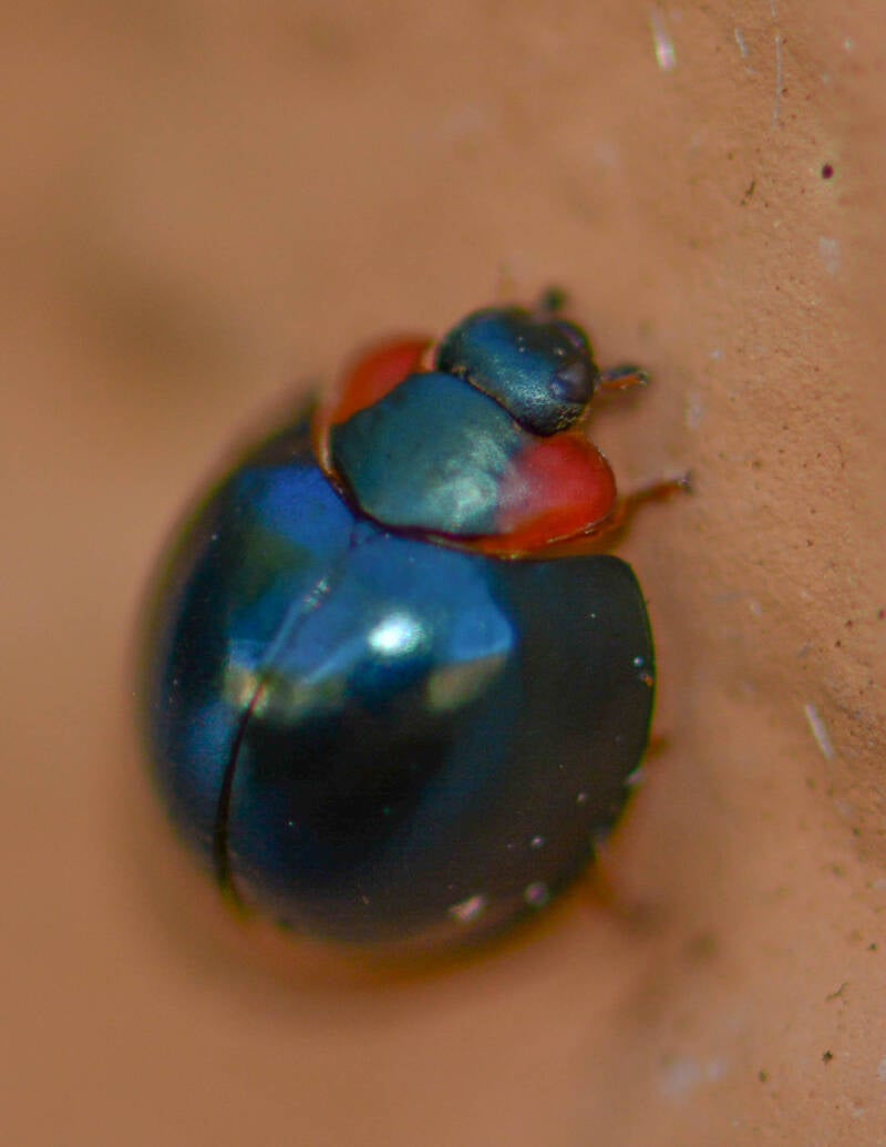 Metallic Blue Lady Beetle (1)