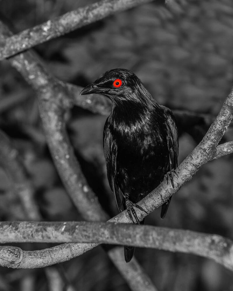Asian Glossy Starling (1)