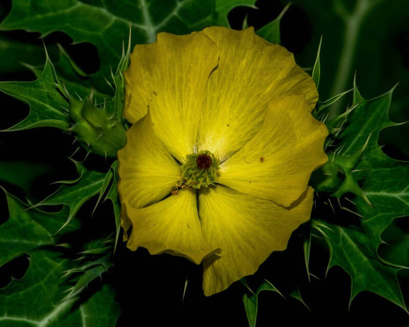 Mexican Prickly Poppy (1)