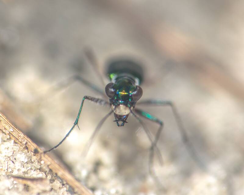 Miami Tiger Beetle (1)