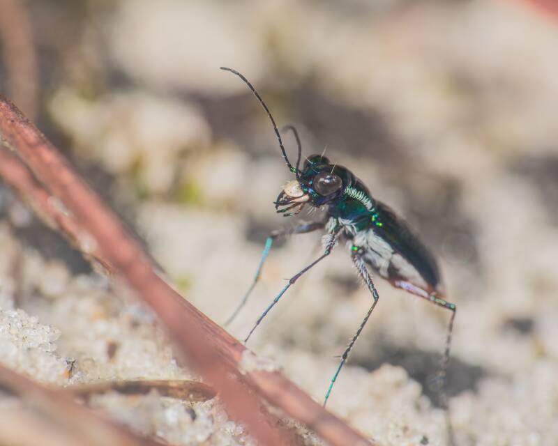Miami Tiger Beetle (2)