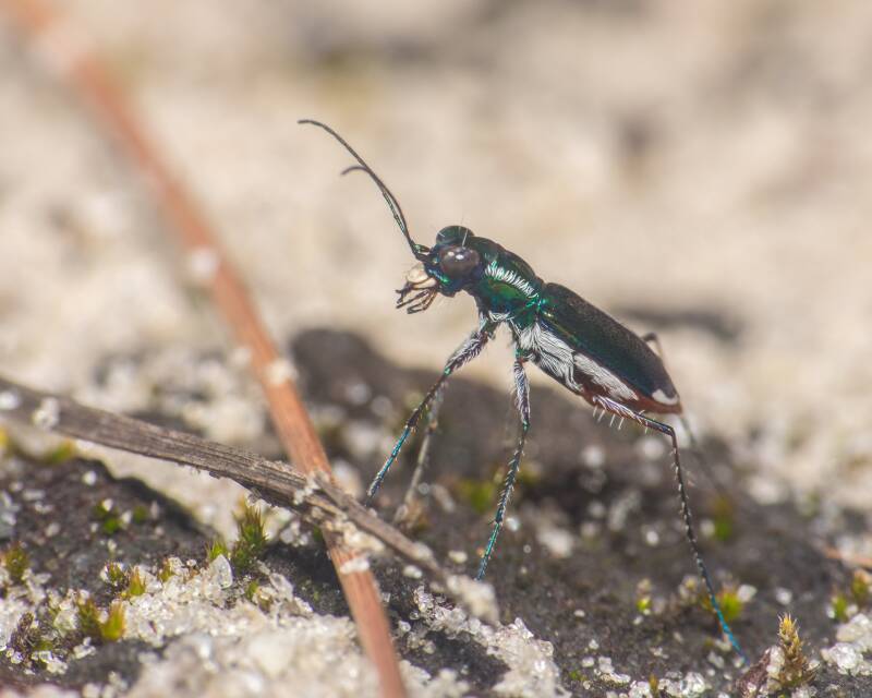 Miami Tiger Beetle (3)