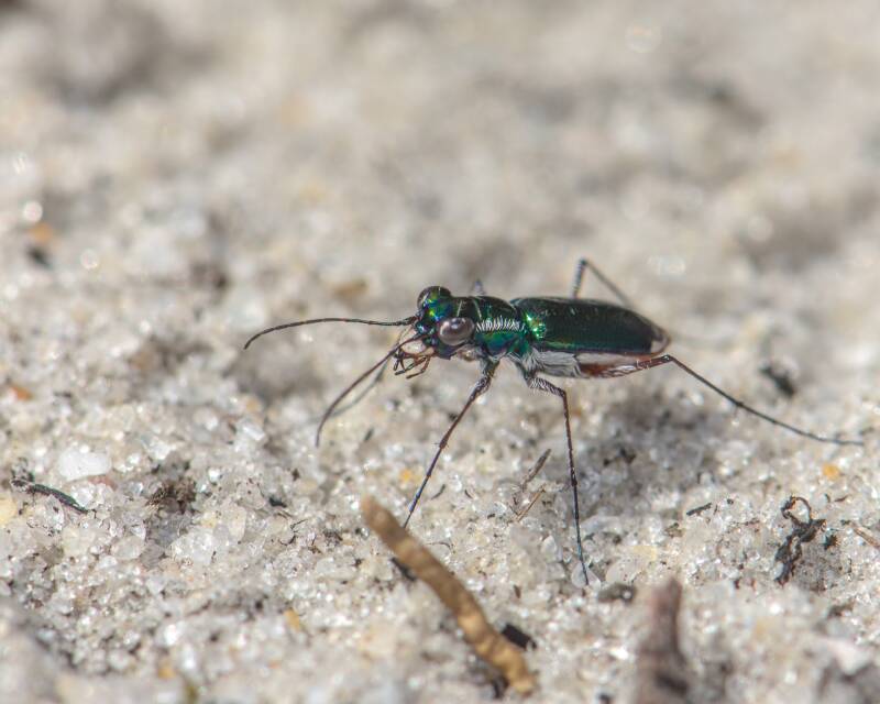 Miami Tiger Beetle (5)