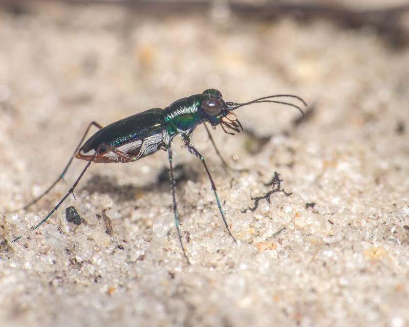 Miami Tiger Beetle (4)