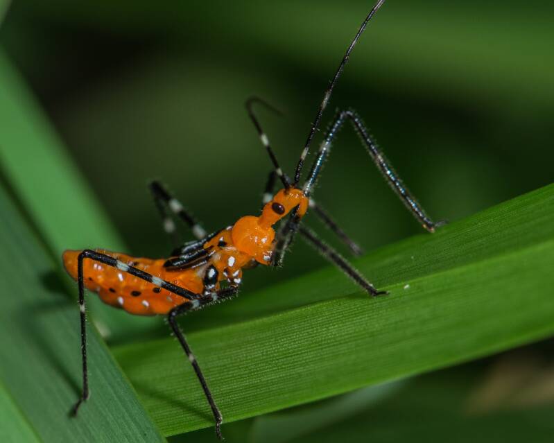 Milkweed Assassin Bug (1)