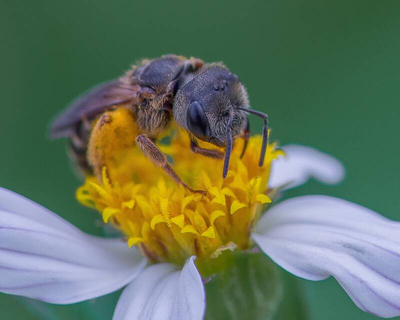 Poey's Furrow Bee (1)