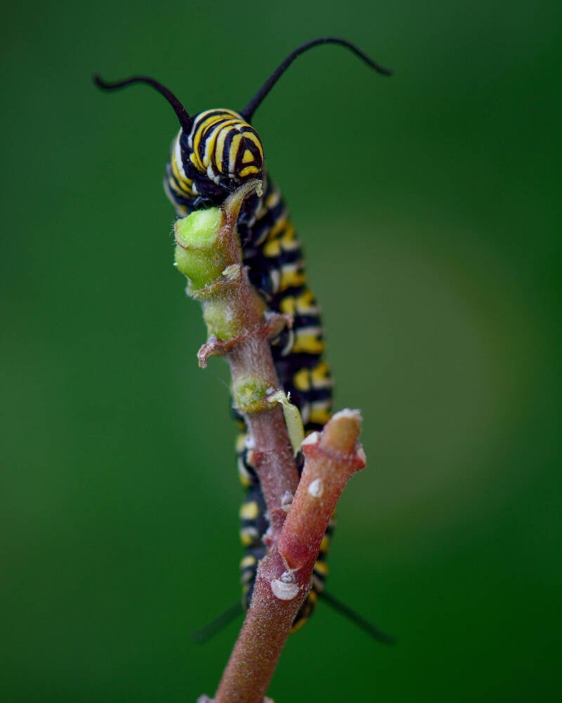 Monarch (3)