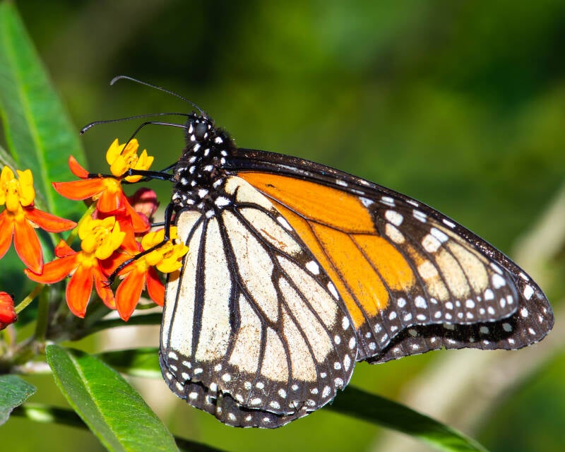 Monarch (2)