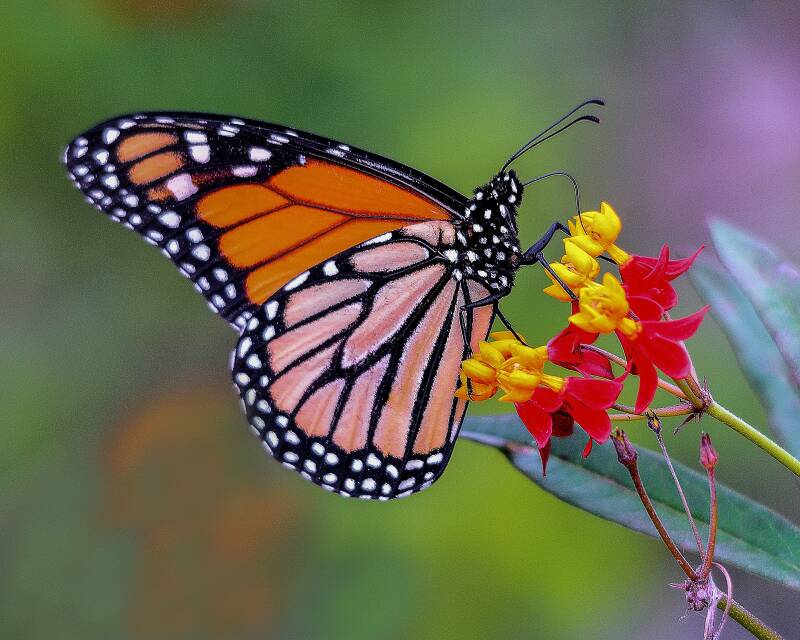 Monarch (1)