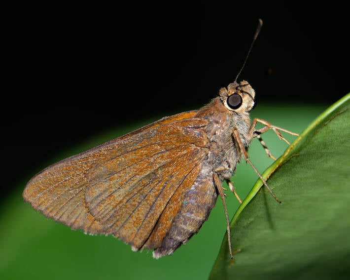 Monk Skipper (4)
