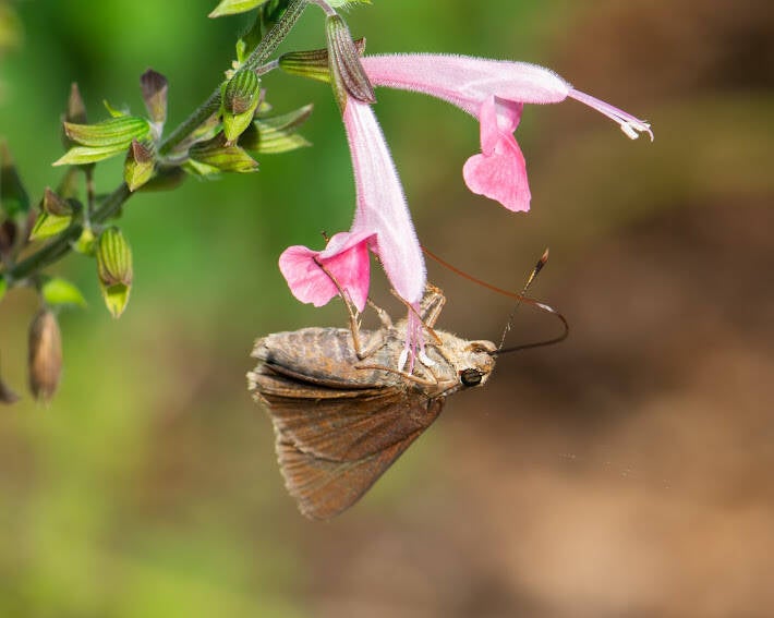 Monk Skipper (3)