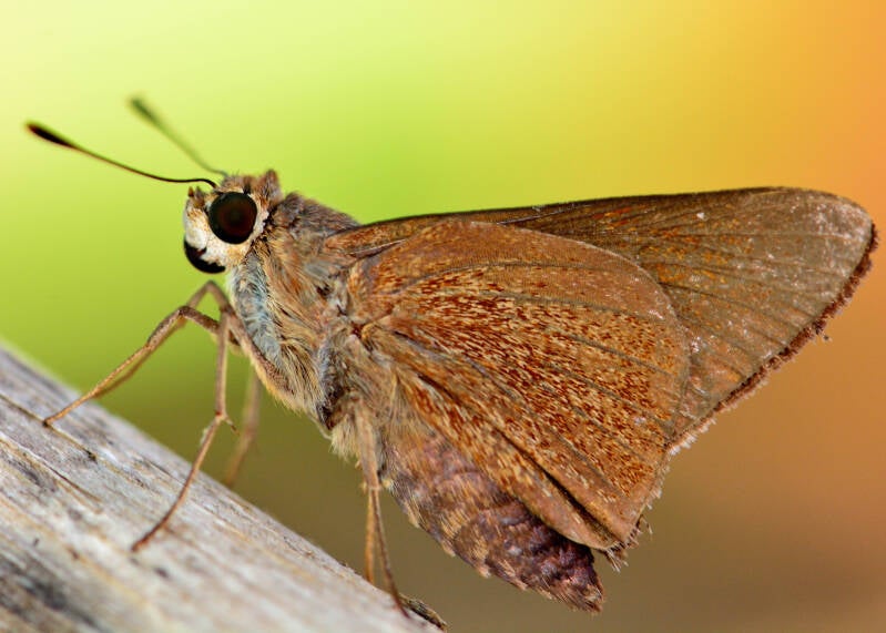 Monk Skipper (1)