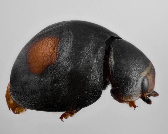 Montezuma Lady Beetle (1)