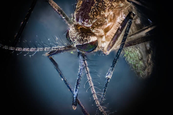 Mosquito (1)