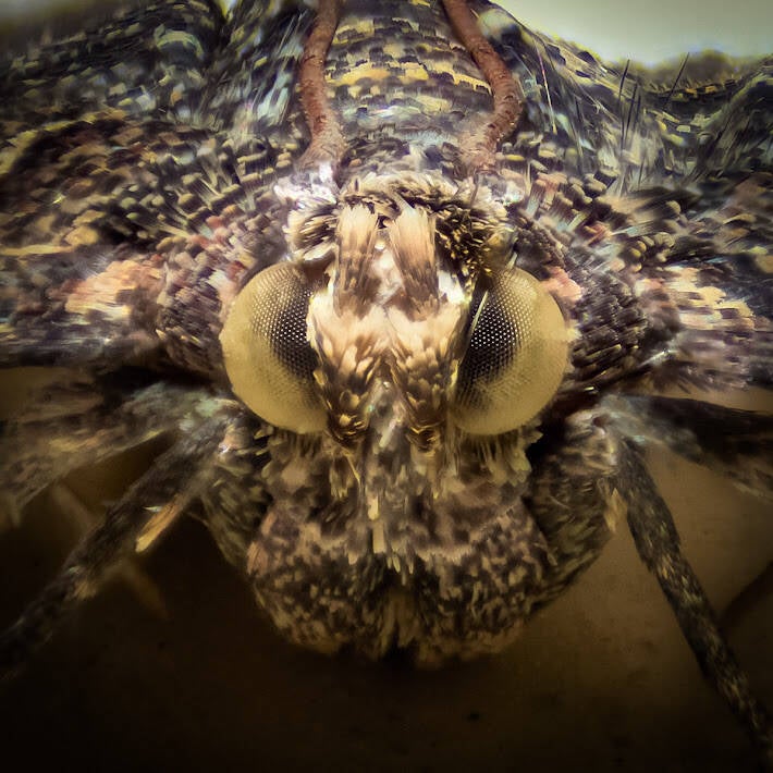 Geometer Moth (6)