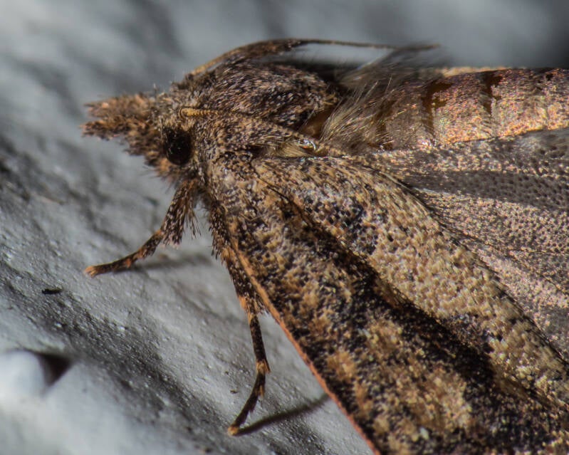 Geometer Moth (5)