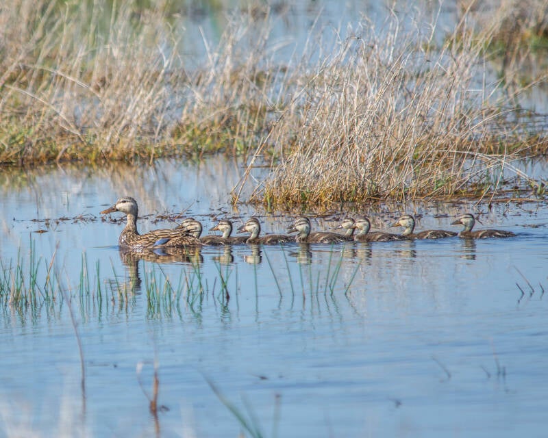 Motled Duck (3)