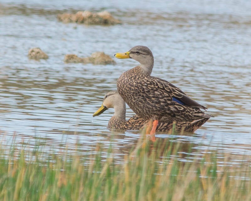 Motled Duck (1)