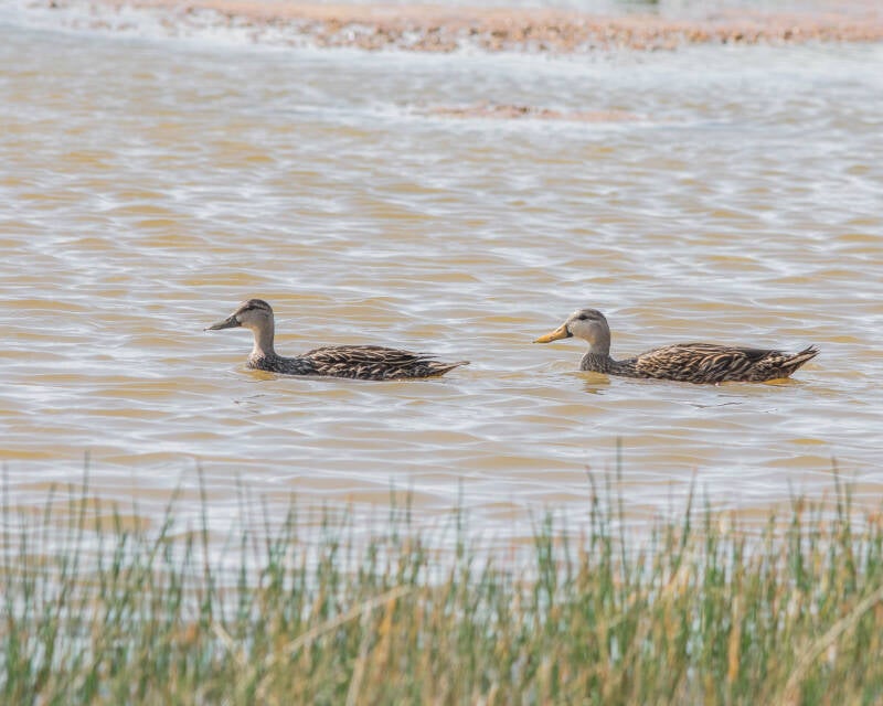 Motled Duck (2)