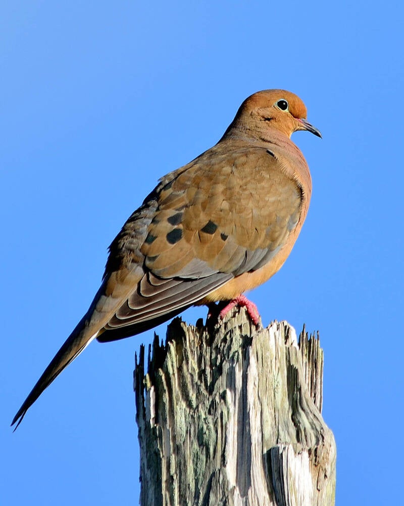 Mourning Dove (1)