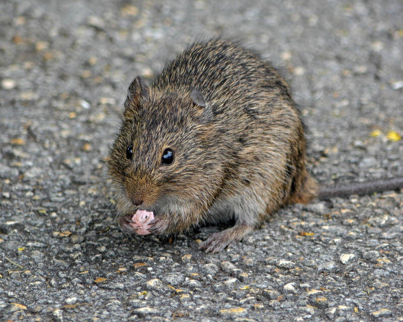 Rat (1)
