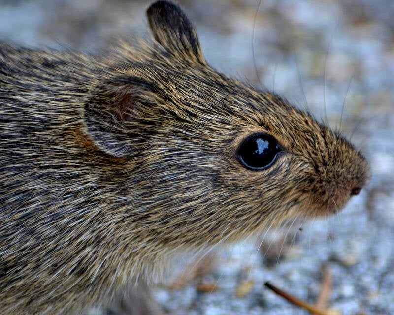 Rat (2)