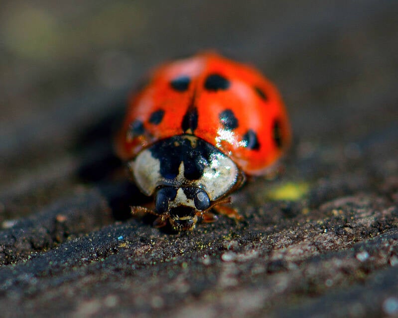 Asian Lady Beetle (5)