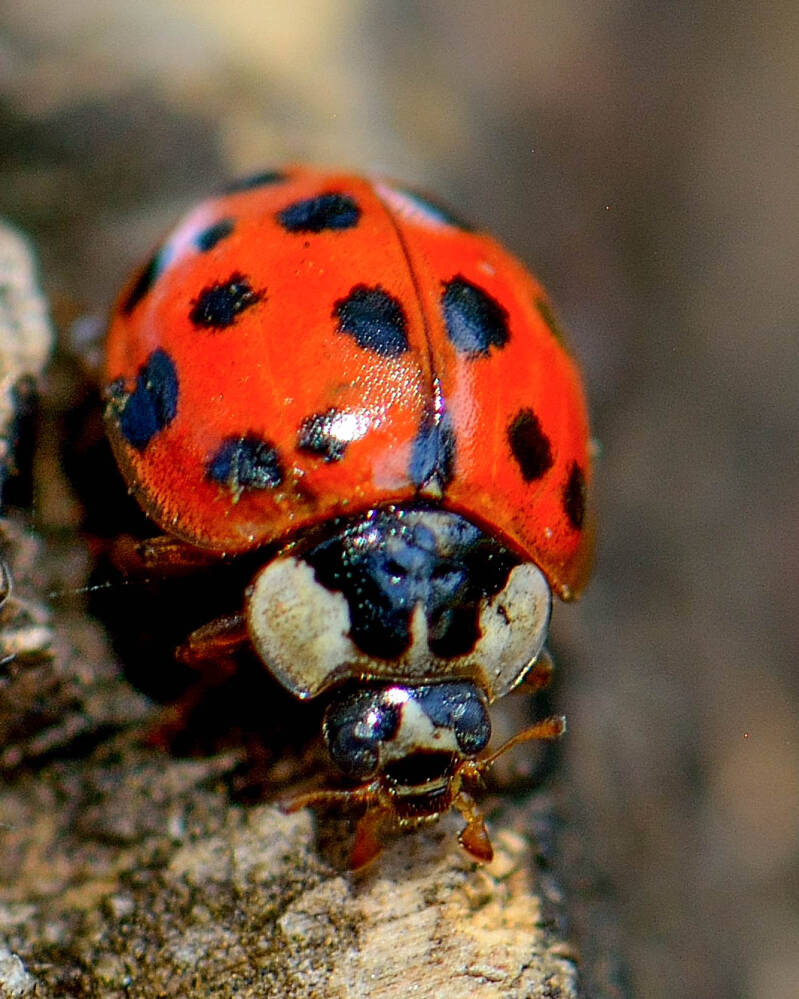 Asian Lady Beetle (6)